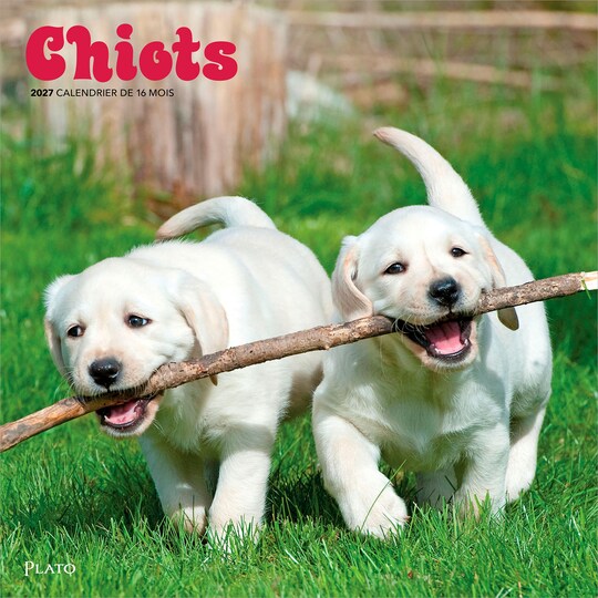 Plato; Chiots | 2027 12 x 24 Inch (Hanging) Monthly Square Wall Calendar | French Language; Category:Wall Calendars; Image:1